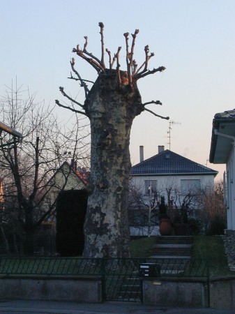 medium_p2150012.jpg
